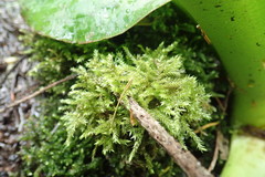Brachythecium frigidum