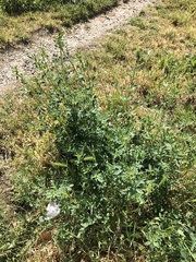 Medicago sativa