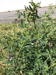 Medicago sativa