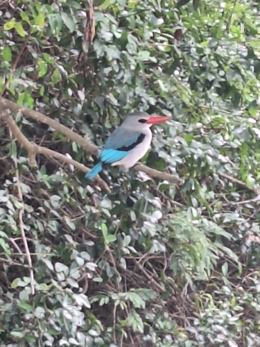 Mangrove Kingfisher (Halcyon senegaloides), photo 2