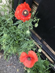 Papaver rhoeas