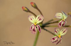Pelargonium