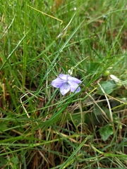 Viola riviniana