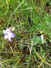 Viola riviniana