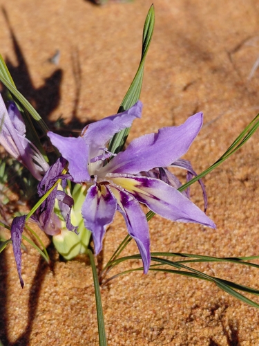 Babiana grandiflora