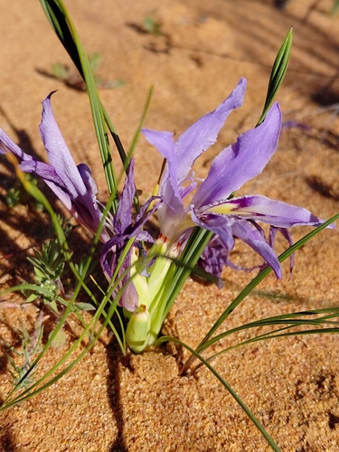 Babiana grandiflora