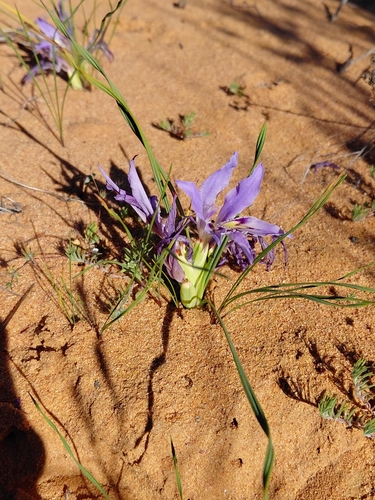 Babiana grandiflora