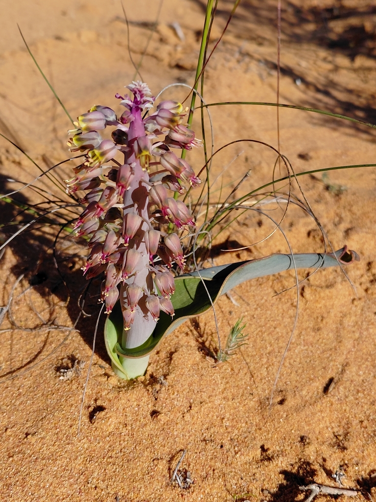 Lachenalia arenicola, Olifants River Settlement, South Africa