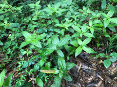Mercurialis leiocarpa