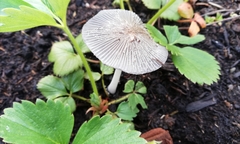 Coprinopsis lagopus