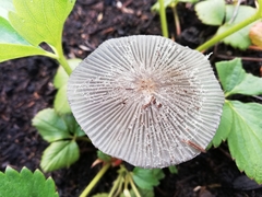 Coprinopsis lagopus