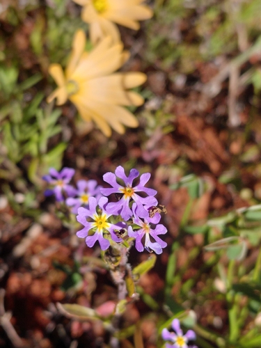 Zaluzianskya affinis