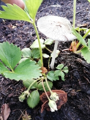 Coprinopsis lagopus
