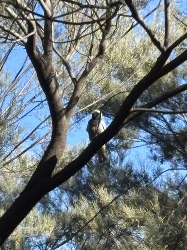 Black-faced Cuckooshrike