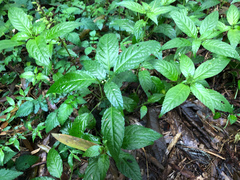 Mercurialis leiocarpa