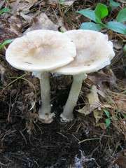 Amanita submaculata