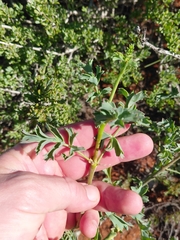 Pelargonium gibbosum, photograph (c) Brian du Preez, some rights reserved (CC BY-SA)