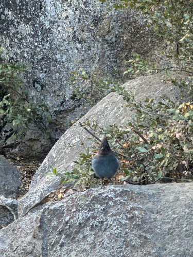 iNaturalist observation photo of Steller's Jay