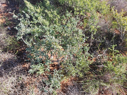 Pelargonium gibbosum, photograph 3