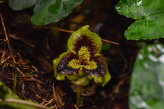 Asarum hypogynum