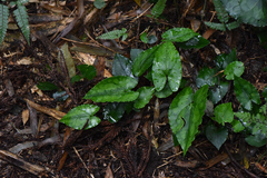 Asarum hypogynum