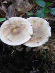 Amanita submaculata