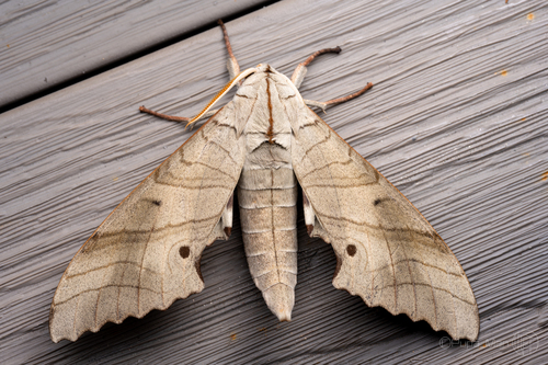 Marumba sperchius
