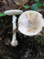 Amanita submaculata