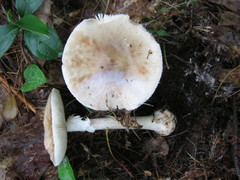 Amanita submaculata