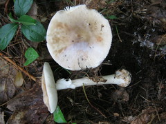 Amanita submaculata