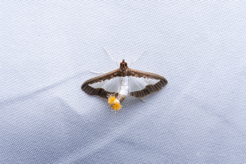 Cucumber Moth