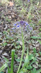 Scilla peruviana