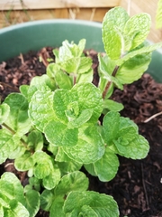 Mentha