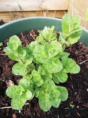 Mentha