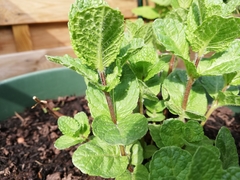 Mentha