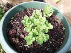 Mentha
