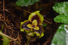 Asarum hypogynum