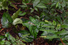 Asarum hypogynum