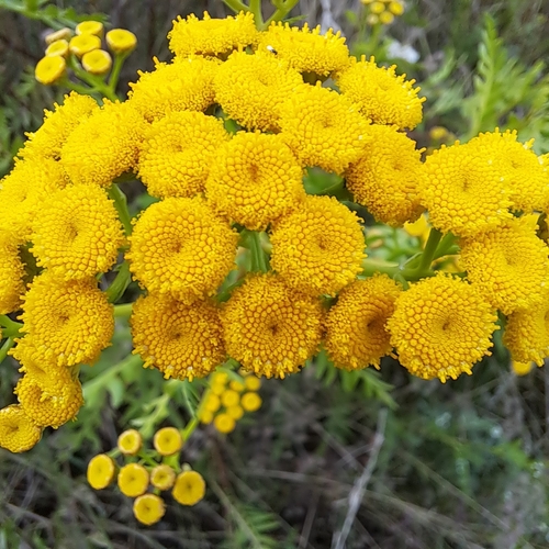 tansy
