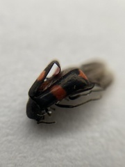 Anthocomus fasciatus