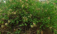 Gymnanthemum capense