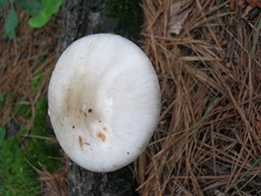 Amanita submaculata