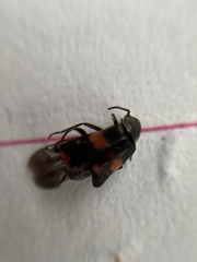 Anthocomus fasciatus