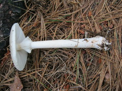Amanita submaculata