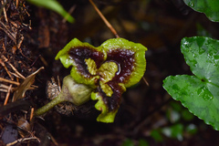 Asarum hypogynum
