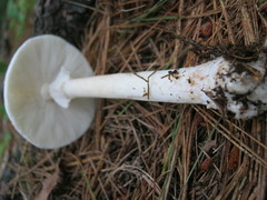 Amanita submaculata