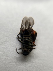 Anthocomus fasciatus