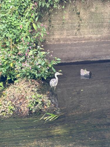 iNaturalist image