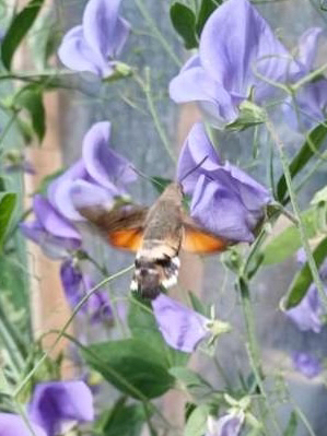 Eurasian Hummingbird Hawkmoth