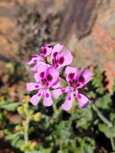 Pelargonium echinatum